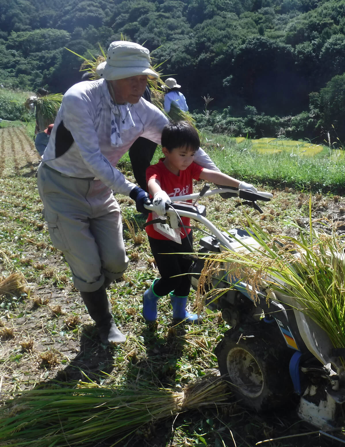 棚田の稲刈りを体験