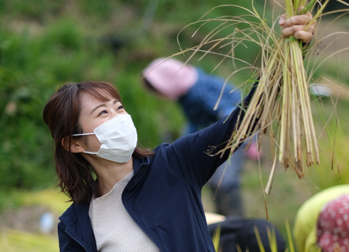 棚田の稲刈りを体験